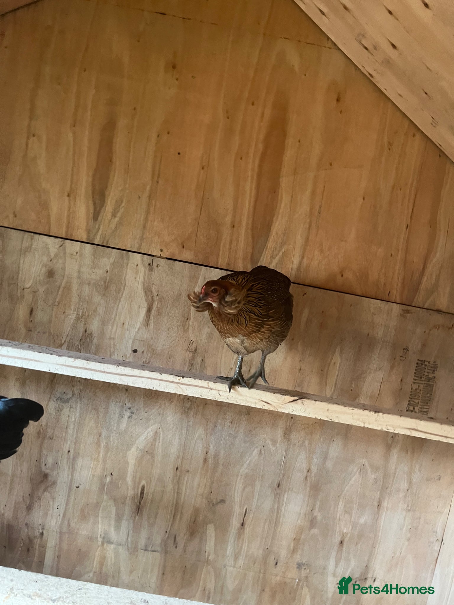 Chickens poultry for sale: Various breeds of chicken  - Advert 3