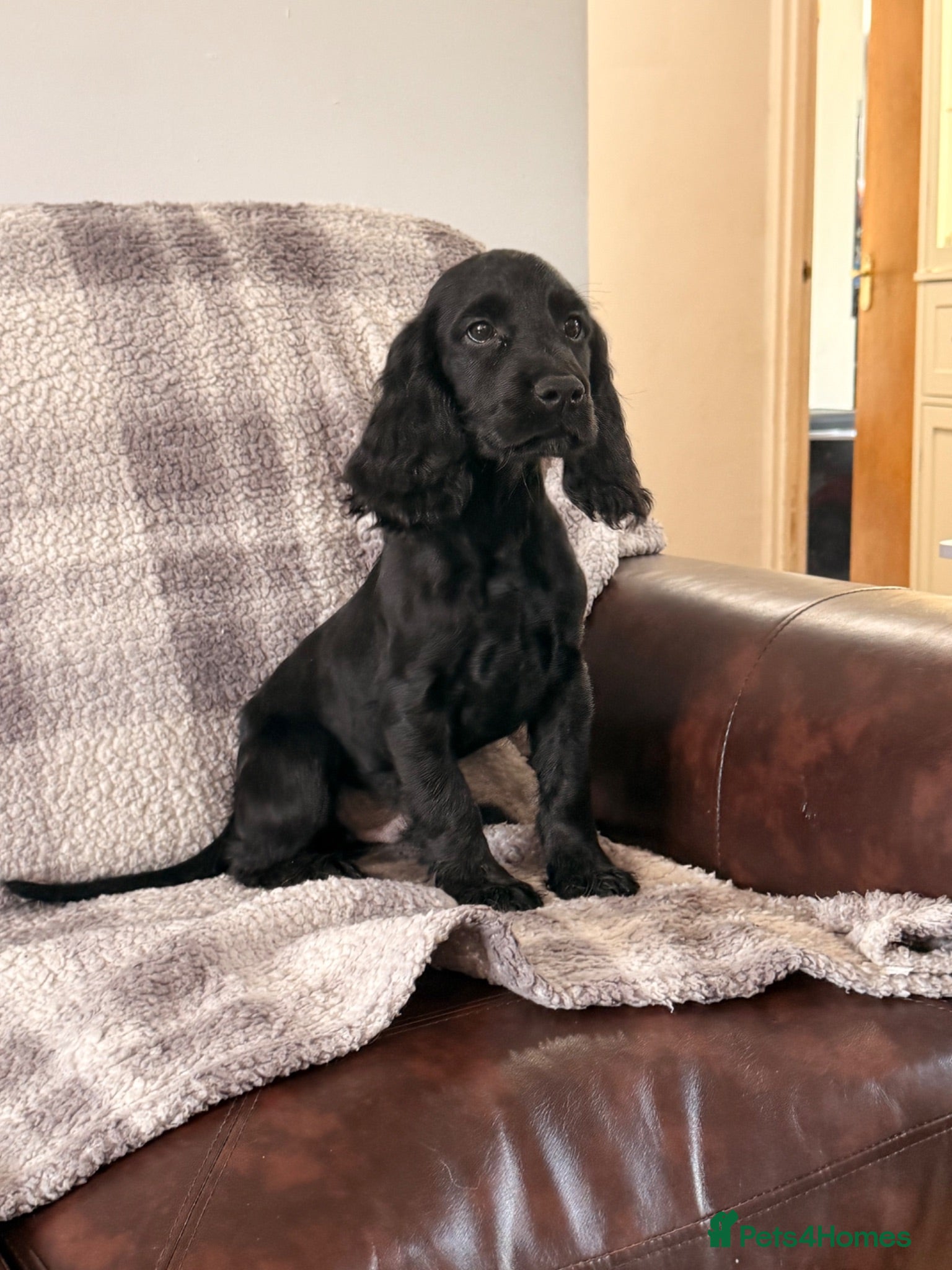 Cocker Spaniel dogs Working cocker Spaniel 1 Black Boy Left !  - Advert 1