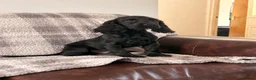 Cocker Spaniel dogs for sale: Working cocker Spaniel 1 Black Boy Left !  - Advert 1