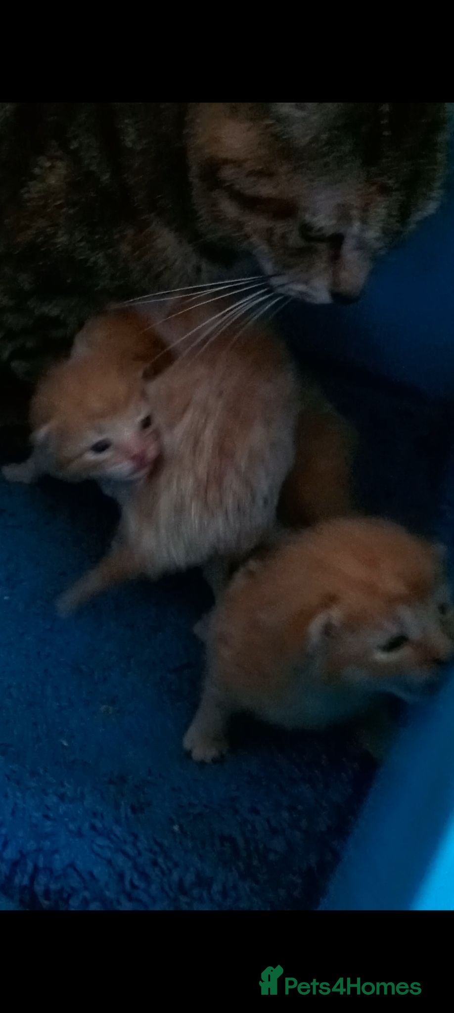 Mixed Breed cats Ginger tabby boys - Advert 1