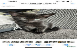 British Shorthair cats for sale: Healthy playful adorable kittens. - Image 5