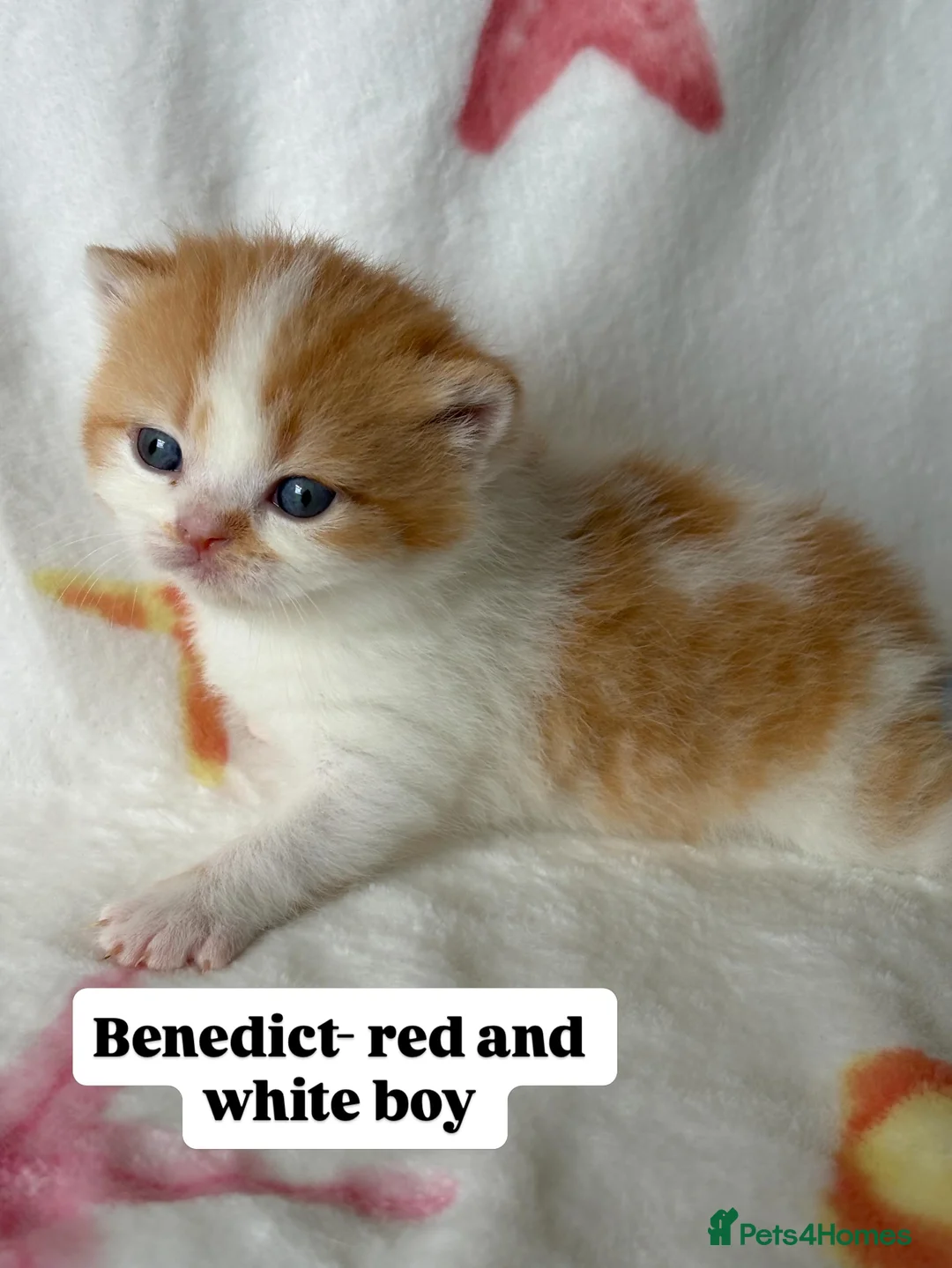British Shorthair cats for sale: Beautiful Gccf registered bsh kittens  - Advert 6