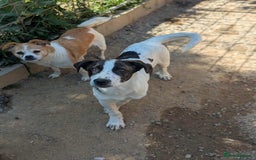 Mixed Breed dogs for adoption: MJ is looking for a family  - Image 3