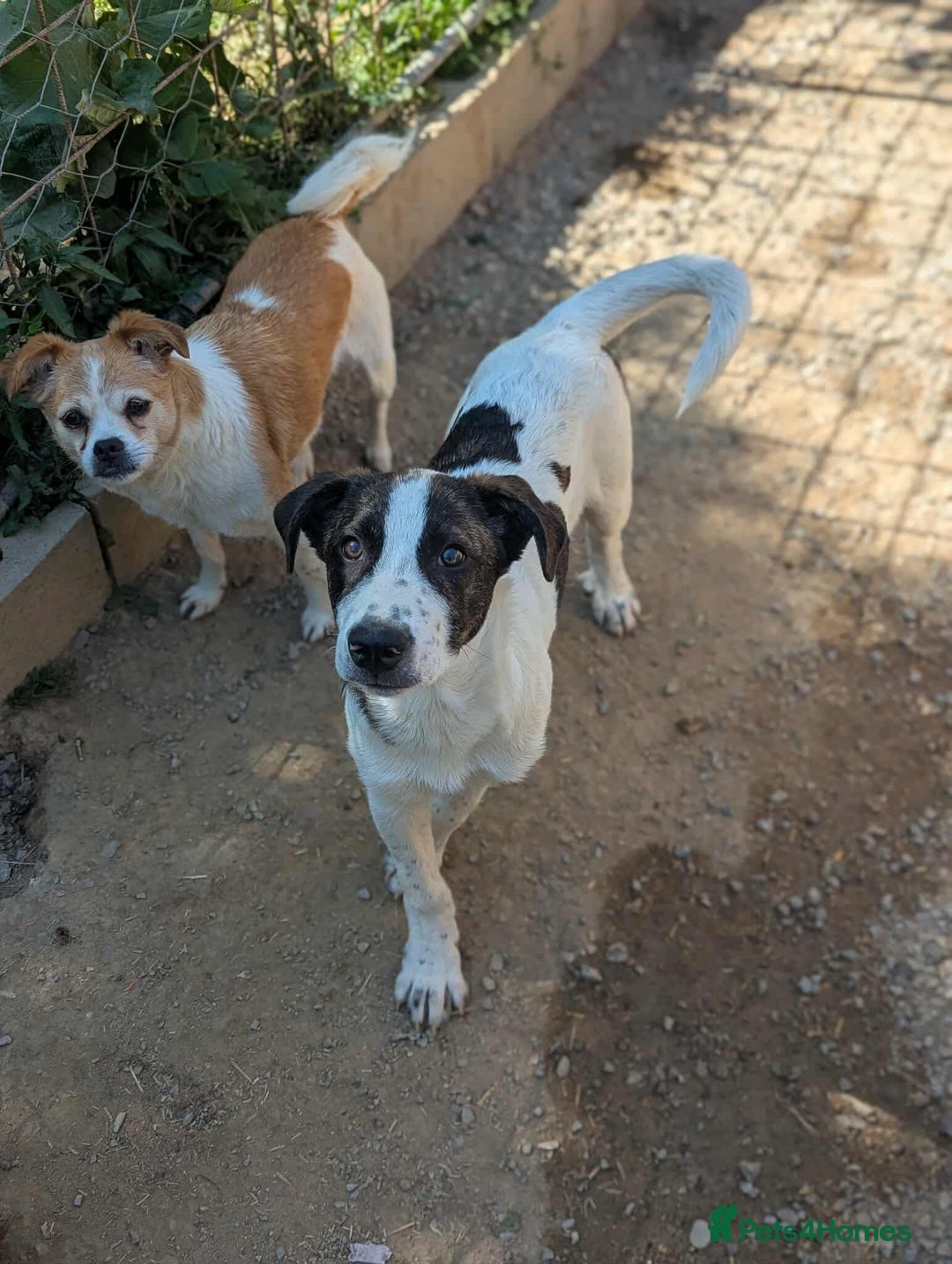 Mixed Breed dogs for adoption: MJ is looking for a family  - Image 3
