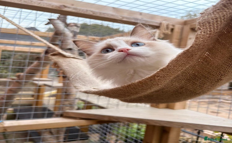 Ragdoll cats - Advert 1