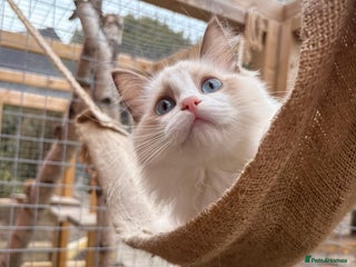 Ragdoll cats Ragdoll Cherubim Mink Lilac Chocolate TICA - Advert 3