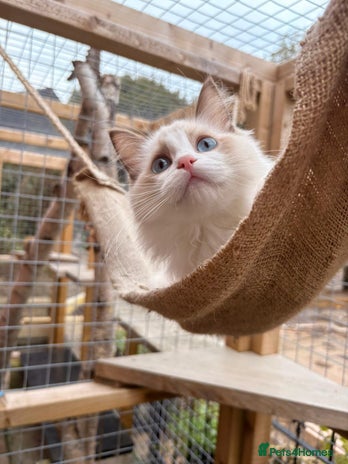 Ragdoll cats - Advert 1