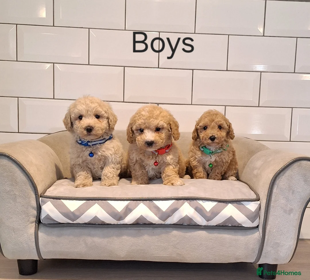 Poochon dogs for sale: F1 Poochon puppies 🥰 - Advert 1