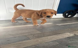 Goldador dogs for sale: Stunning Retriever cross Labrador puppy  - Image 11