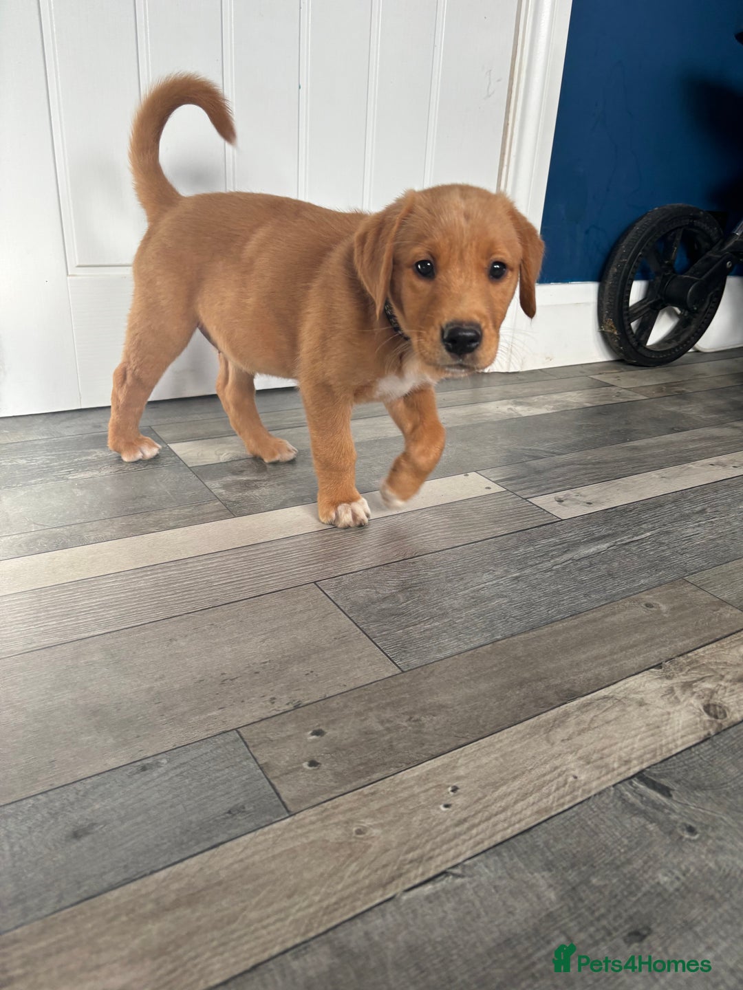 Goldador dogs for sale: Stunning Retriever cross Labrador puppy  - Image 11