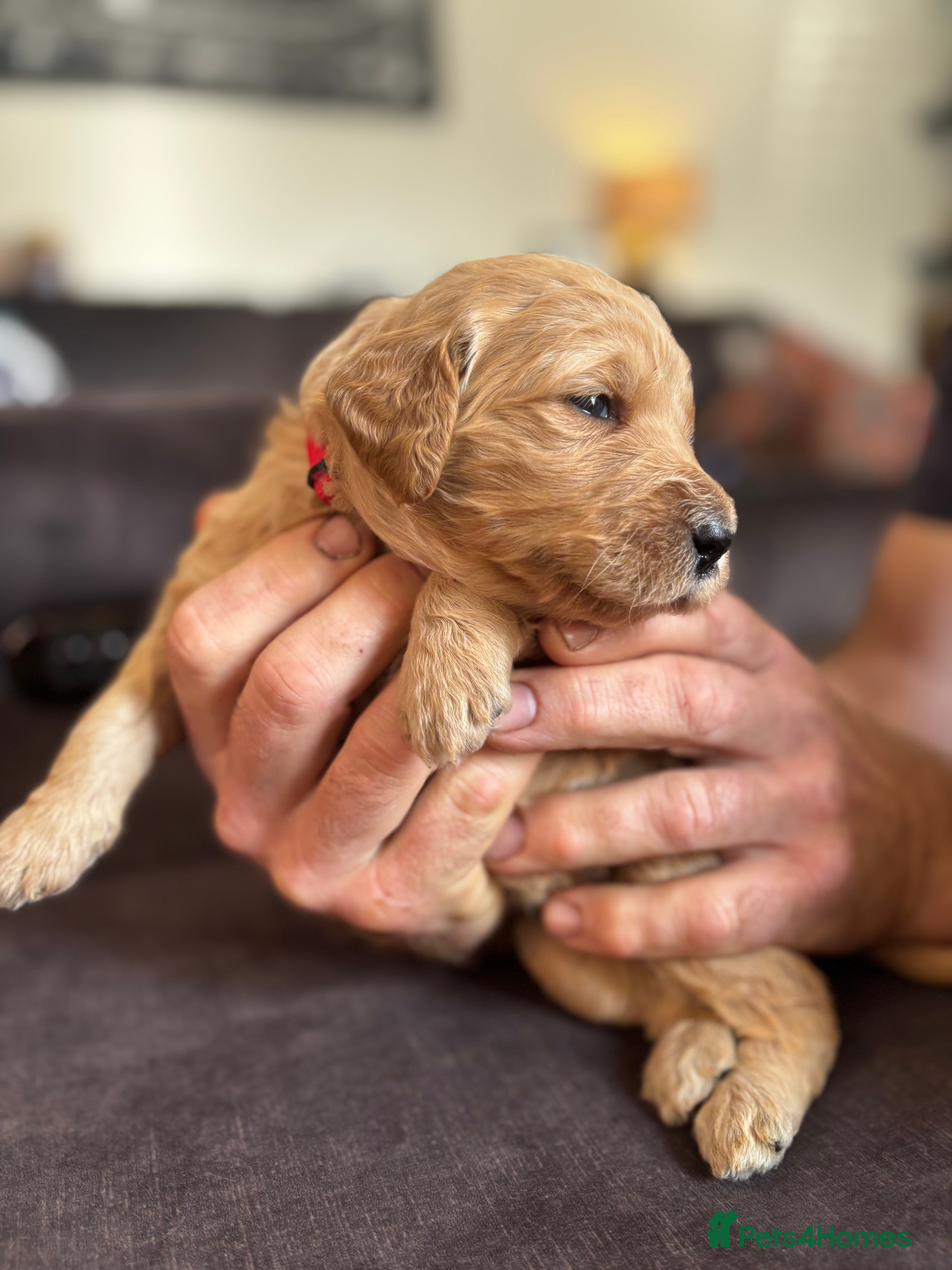 Double Doodle dogs for sale: Beautiful double/golden doodles from family pet - Advert 39