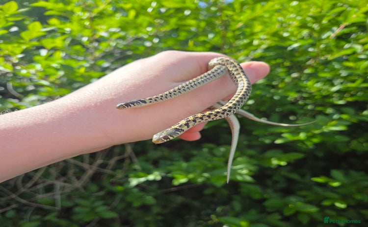 Garter Snake reptiles - Advert 1