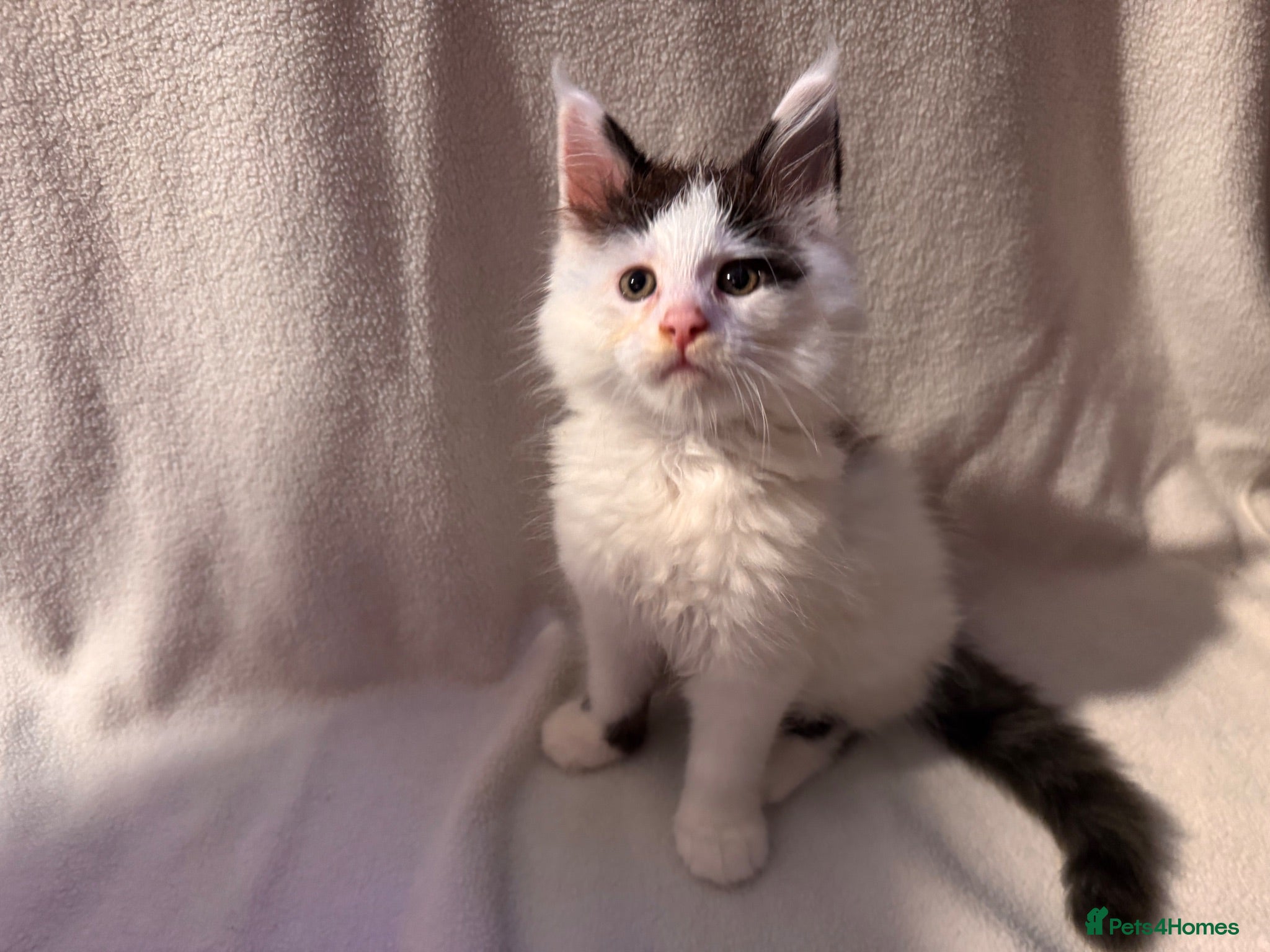 Maine Coon cats Stunning Maine coon kittens  - Advert 2
