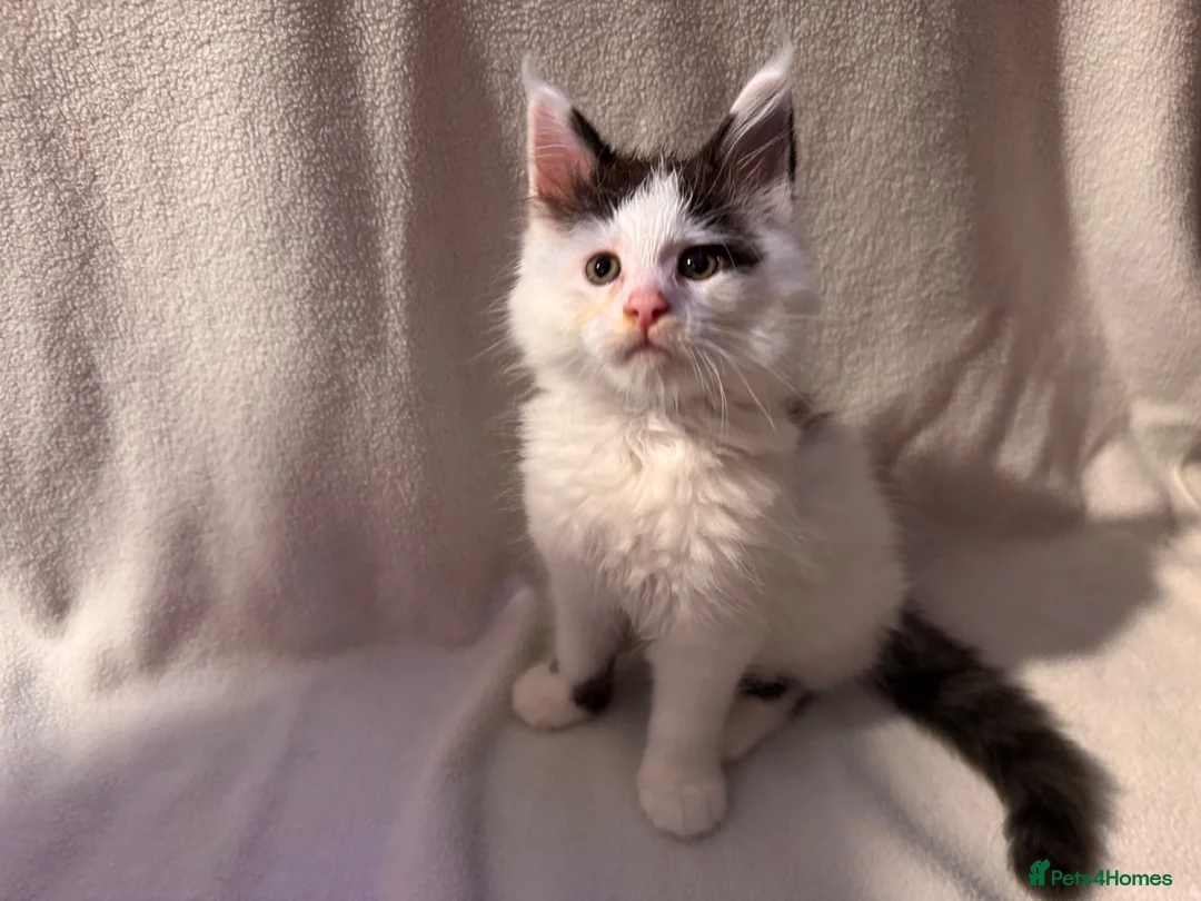 Maine Coon cats for sale: Stunning Maine coon kittens  - Advert 2