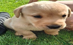 Labrador Retriever dogs for sale: Pedigree labrador puppies  - Image 15
