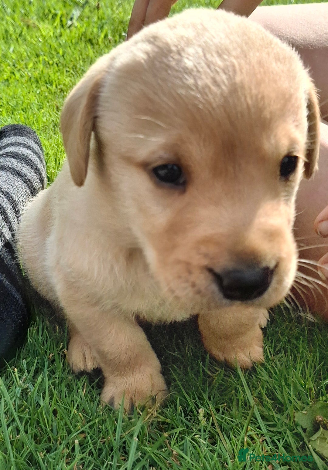 Labrador Retriever dogs for sale: Pedigree labrador puppies  - Image 15