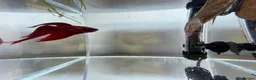 Bettas fish for sale: Betta sale!!  - Advert 6