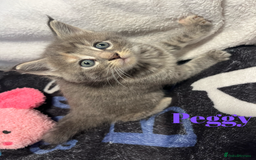 Maine Coon cats for sale: Stunning Half Maine coon kittens  - Image 7