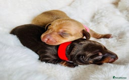 Miniature Dachshund dogs for sale: KC Miniature Dachshunds - Image 14