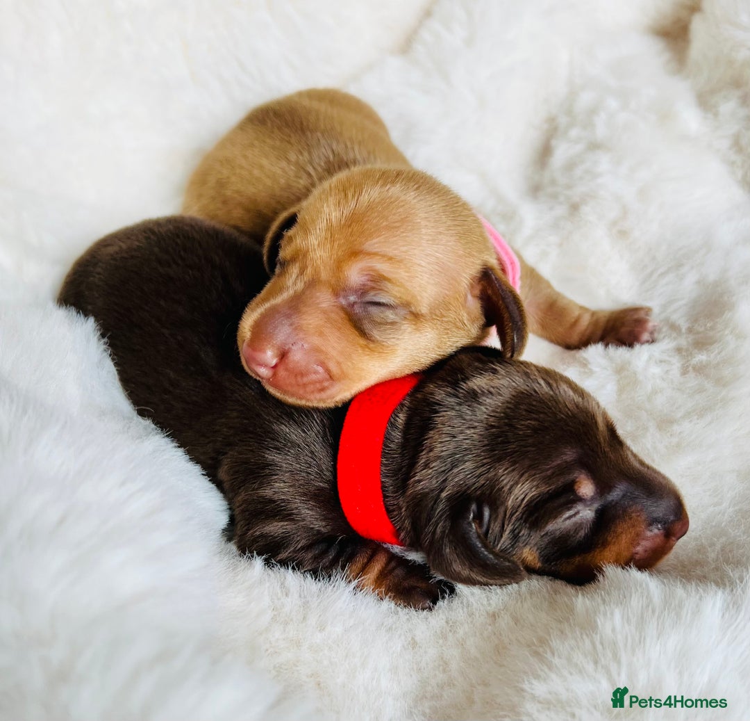 Miniature Dachshund dogs for sale: KC Miniature Dachshunds - Image 14