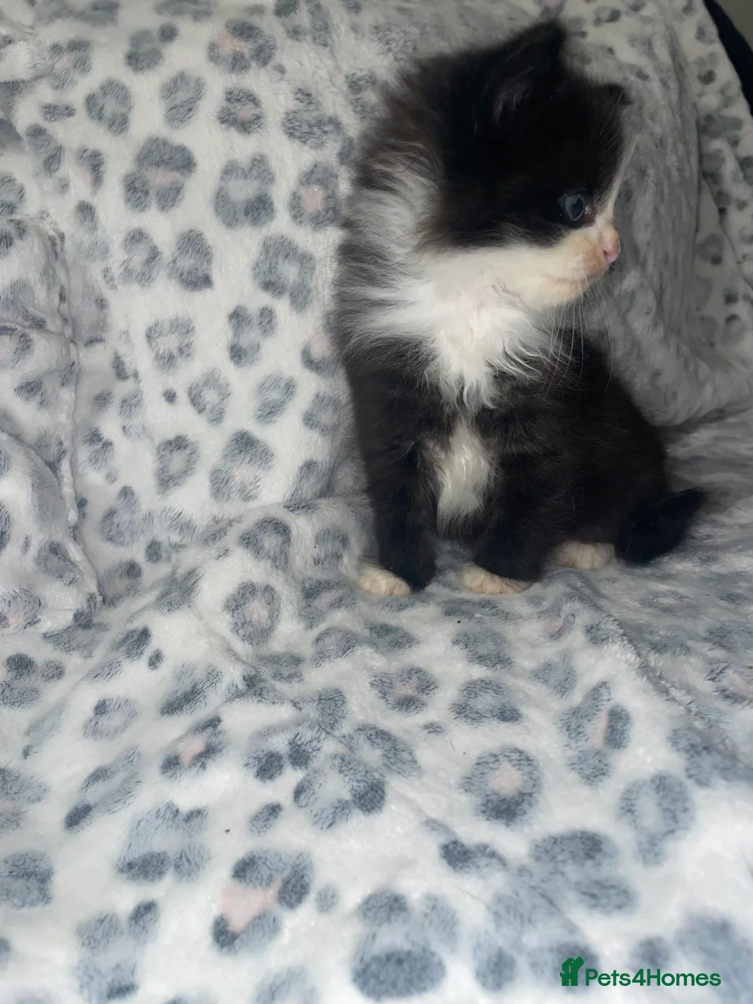 Mixed Breed cats for sale: ready to leave now! black and white kittens - Advert 2