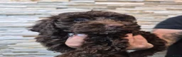 Cockapoo dogs for sale: 7 x F2 cockerpoo puppies 4 boys 3 girls - Advert 5