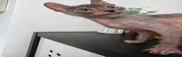 Lykoi cats for sale: Lykoi Pure Kitten - Advert 2