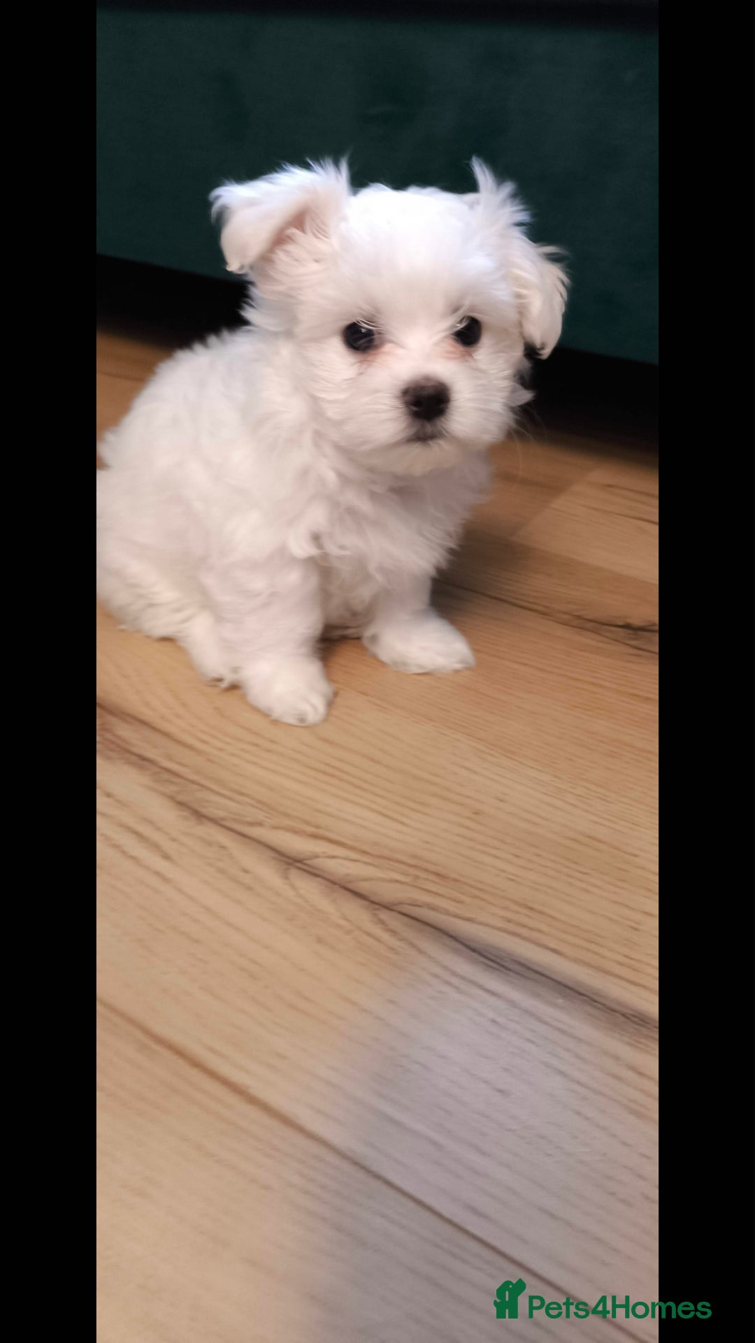Maltese dogs for sale: Maltese korean line  - Advert 1