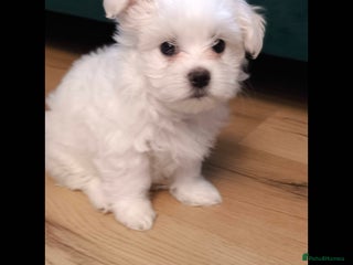 Maltese dogs Maltese korean line - Advert 2