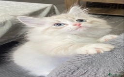 Siberian cats for sale: Siberian Kittens Neva Masquerade White - Image 9