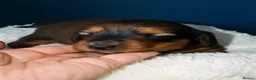 Miniature Dachshund dogs for sale: KC Registered Miniature Dachshund Puppies - Advert 20