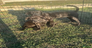 Cane Corso dogs - Advert 2