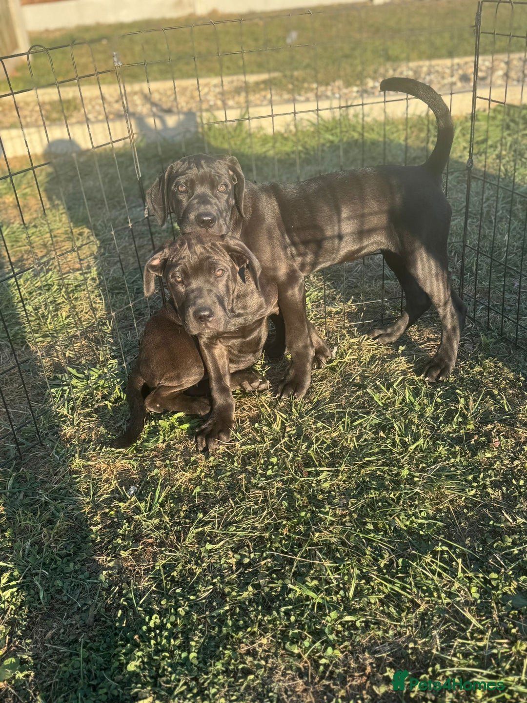 Cane Corso dogs for sale: Cane corso girl pup FULLY VACCINATED  - Image 8