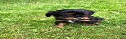 Cavalier King Charles Spaniel dogs for sale: Cavalier King Charles puppies  - Advert 5