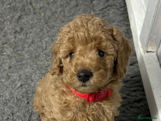 Cavapoochon dogs Cavapoochon - Advert 13