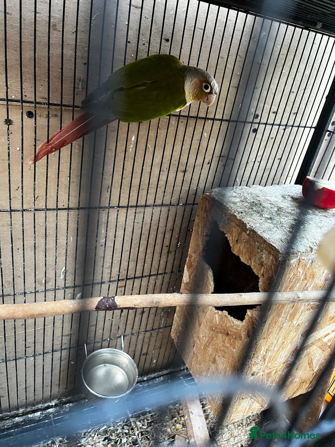 Mixed Breed birds for sale: Pair of Conures, Exhibit Budgie, Lutino Cockatiel - Advert 4