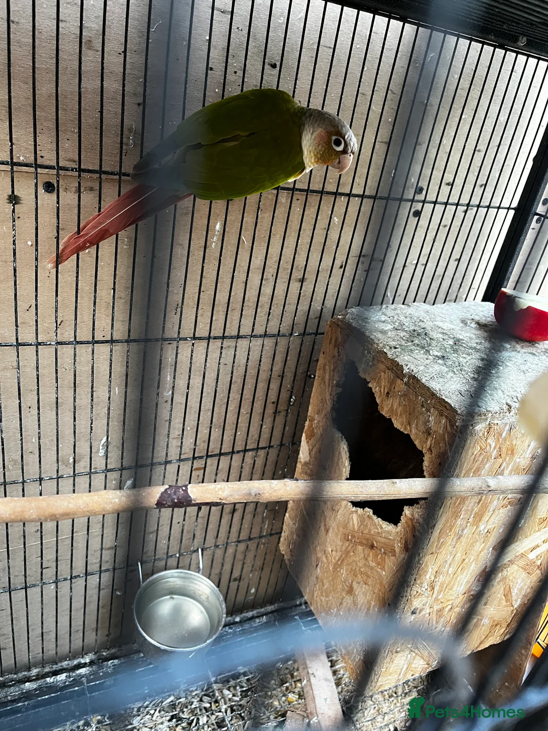 Mixed Breed birds for sale: Pair of Conures, Exhibit Budgie, Lutino Cockatiel - Advert 4