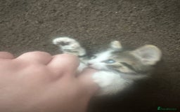 Mixed Breed cats for sale: Male kitten needs a home - Image 2