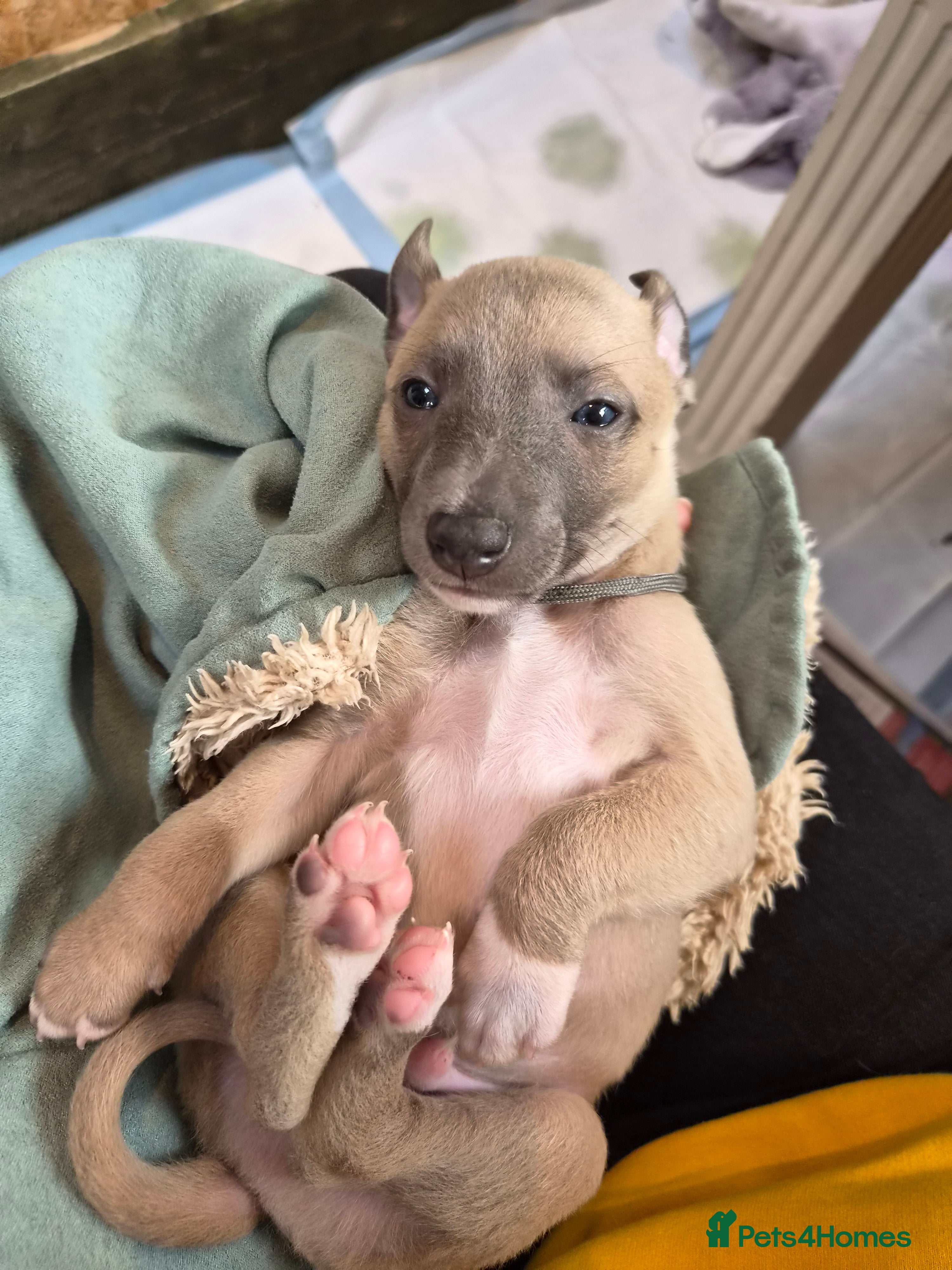 Whippet dogs Fawn Whippet puppys - Advert 2