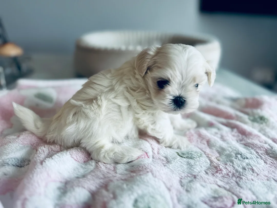 Maltese dogs for sale: Reduced price 💙Maltese cute puppies 💙 - Advert 21