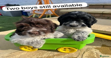Cockapoo dogs - Advert 4