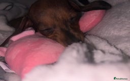 Miniature Dachshund dogs for sale: Beautiful baby puppy  - Image 3