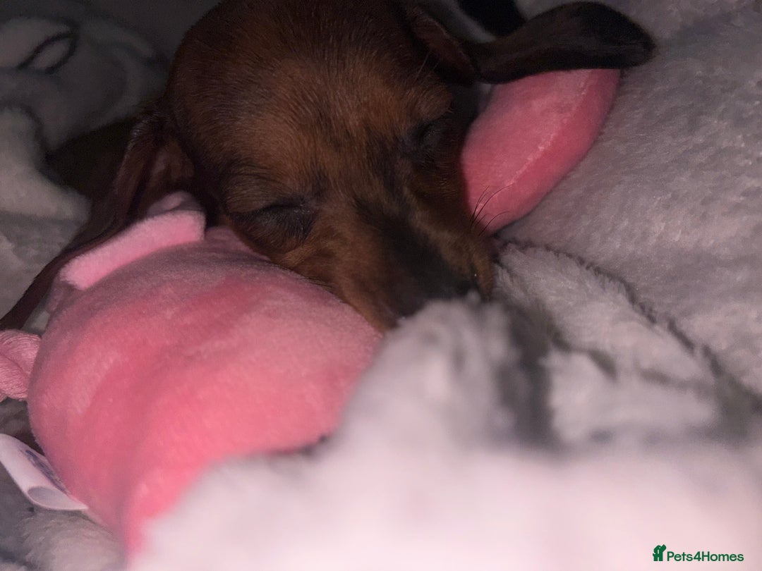 Miniature Dachshund dogs for sale: Beautiful baby puppy  - Image 3