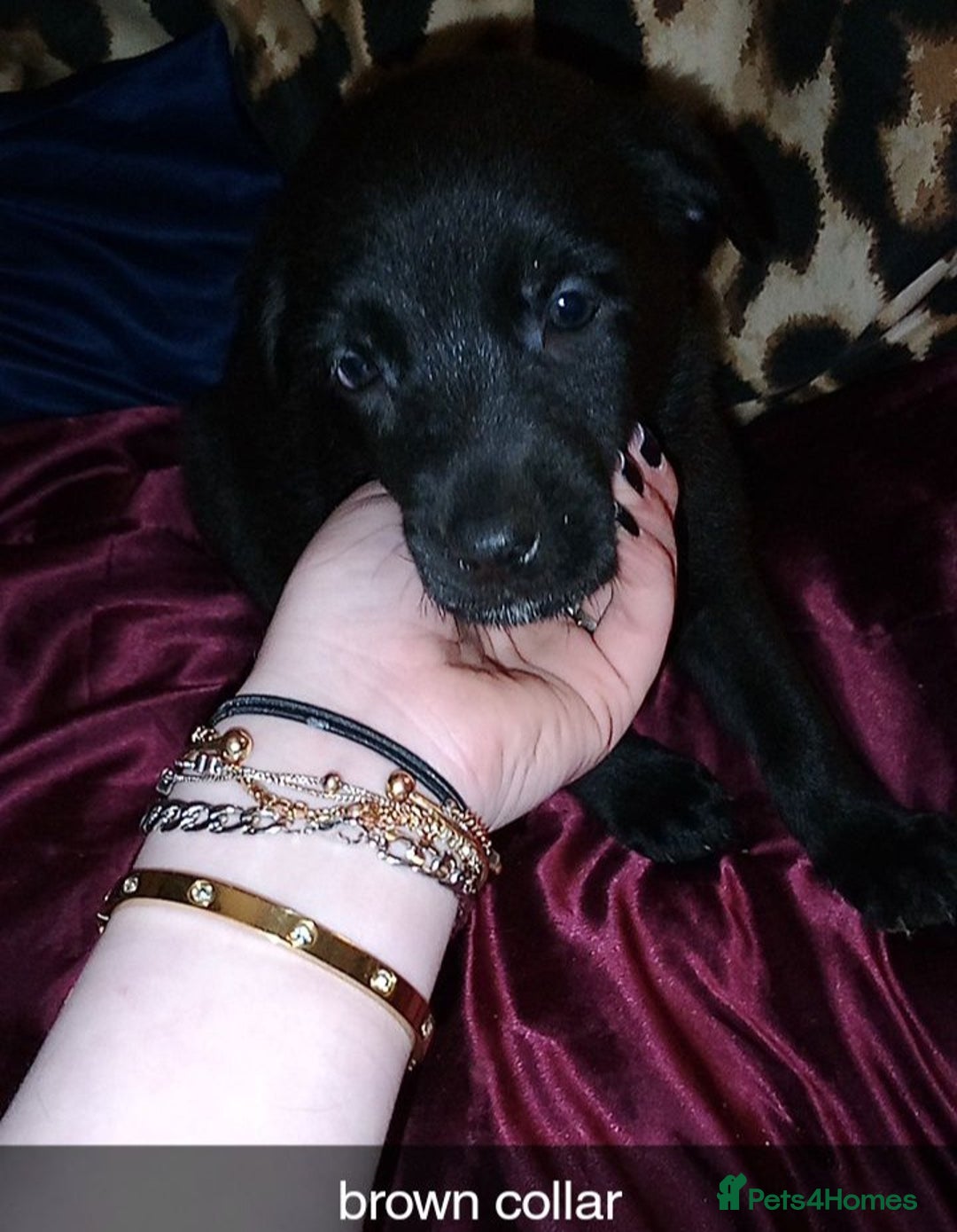 Mixed Breed dogs for sale: 10 lovely pups will be ready to go this week - Image 9