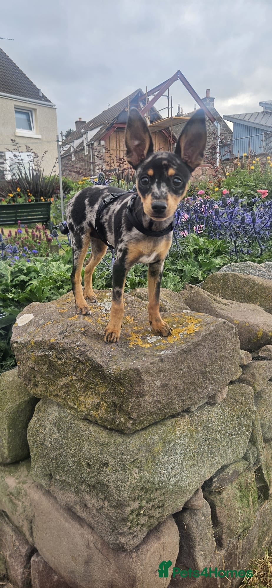 Miniature Pinscher dogs Miniature Pincher Female - Advert 1