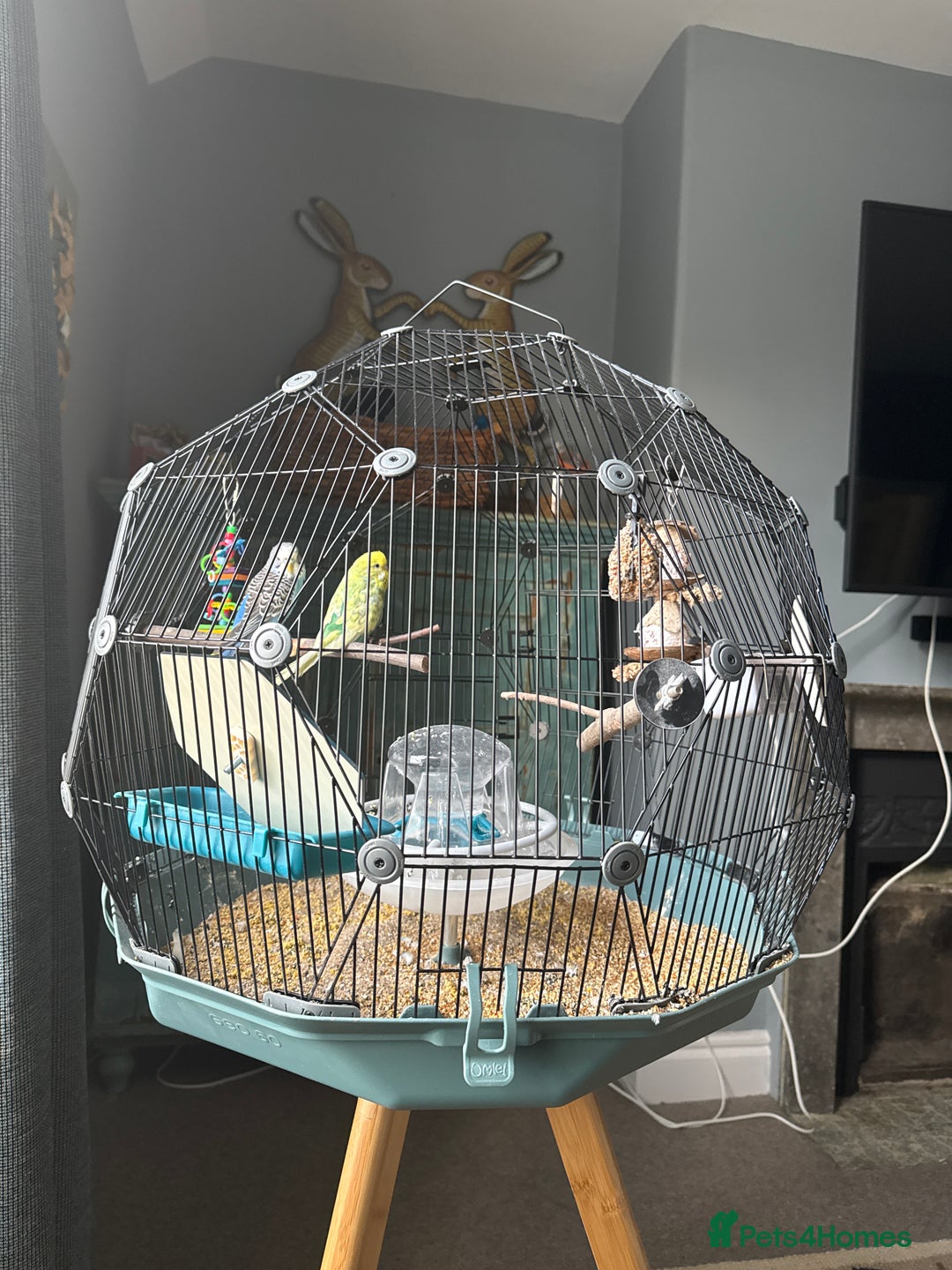 Budgerigars birds for sale: 2 Budgies with cage and all equipment (free) - Advert 1