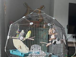 Budgerigars birds 2 Budgies with cage and all equipment (free) - Advert 5