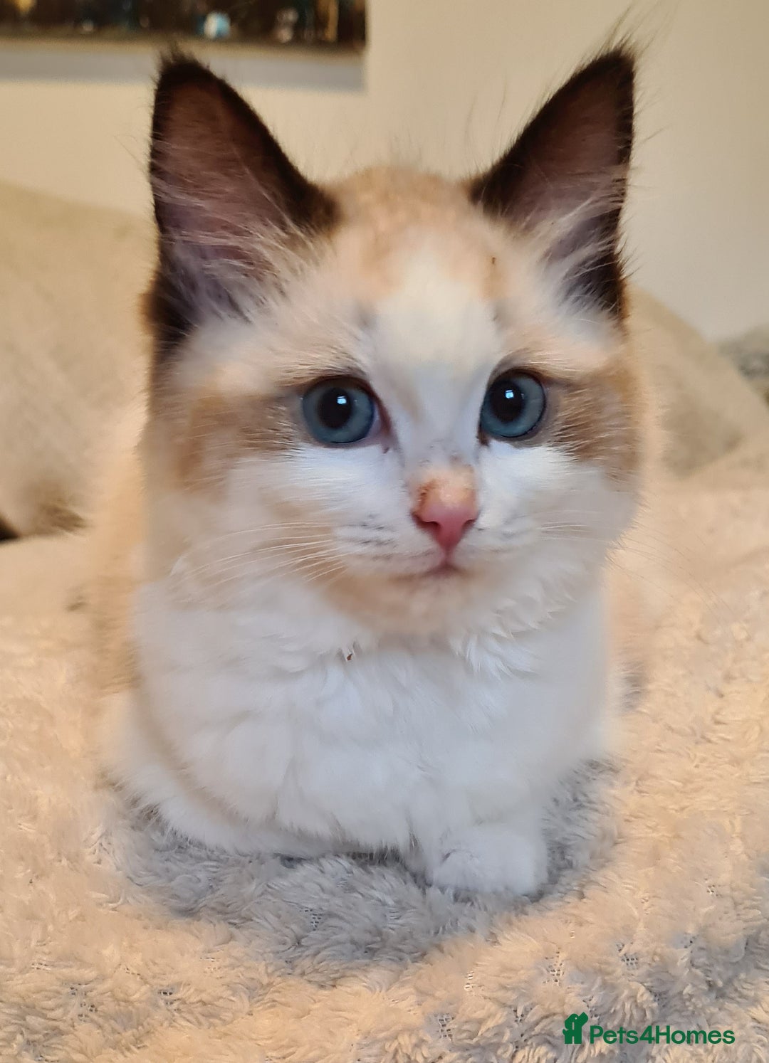 Ragdoll cats for sale: 5 Purebred Ragdolls – Loving Homes Needed - Image 22