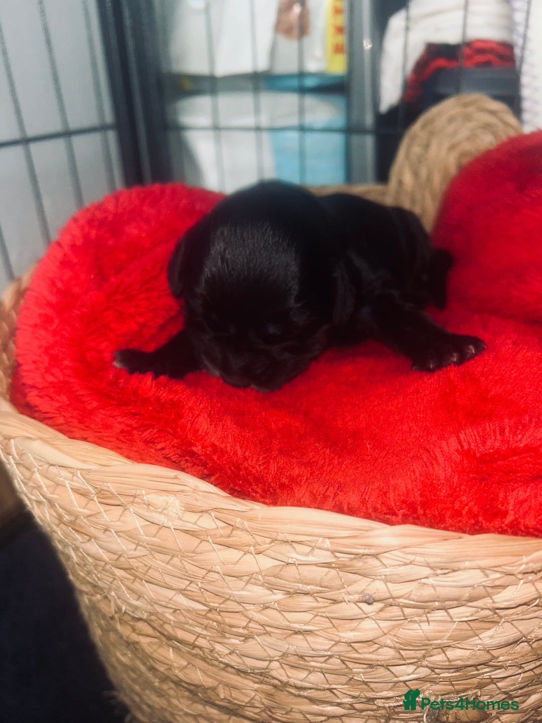 Cocker Spaniel dogs for sale: Cocker spaniel pups for sale  - Advert 20