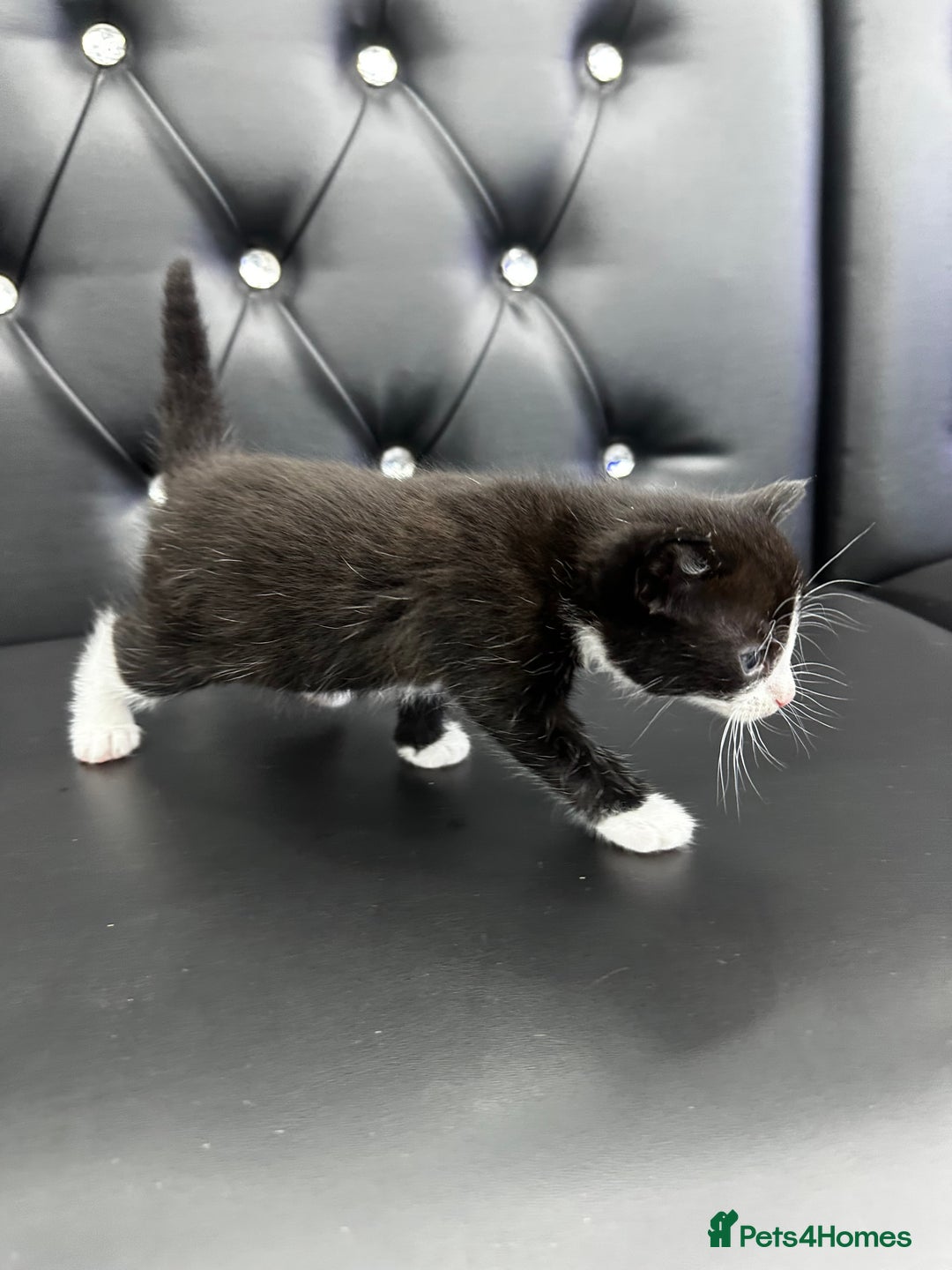 Norwegian Forest Cat cats for sale: 🐾 Adorable Kittens Looking for Loving Homes 🐾 - Advert 1